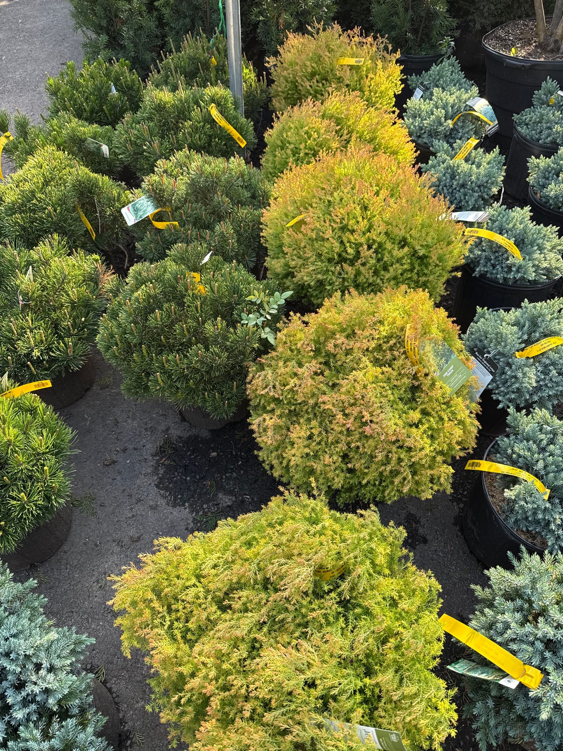 Rows of potted shrubs, some with green foliage, others with yellow and reddish hues.
