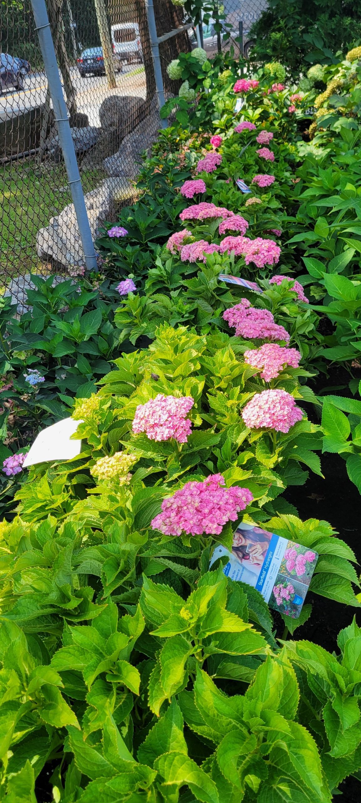 Rows of pink hydrangeas with green leaves growing near a fence. The background shows trees and a road.