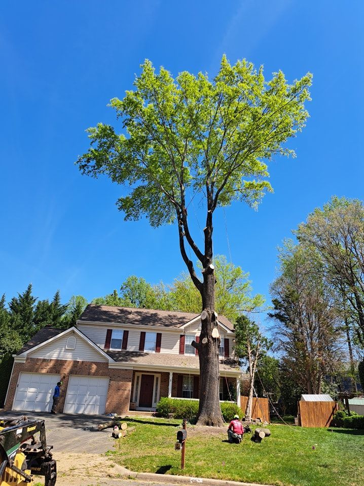 A large tree is being cut down in front of a house.