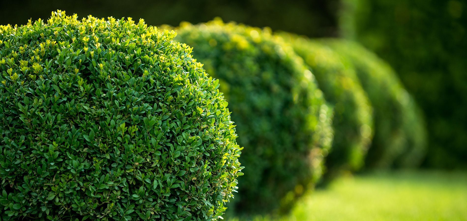 Landscaping Special Systems Inc Greenville County, SC