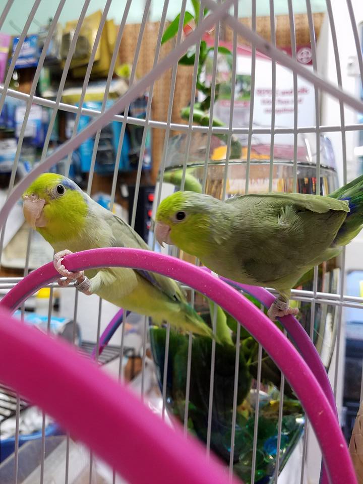 Pet Station Jackson Freshwater Fish Jackson, MI