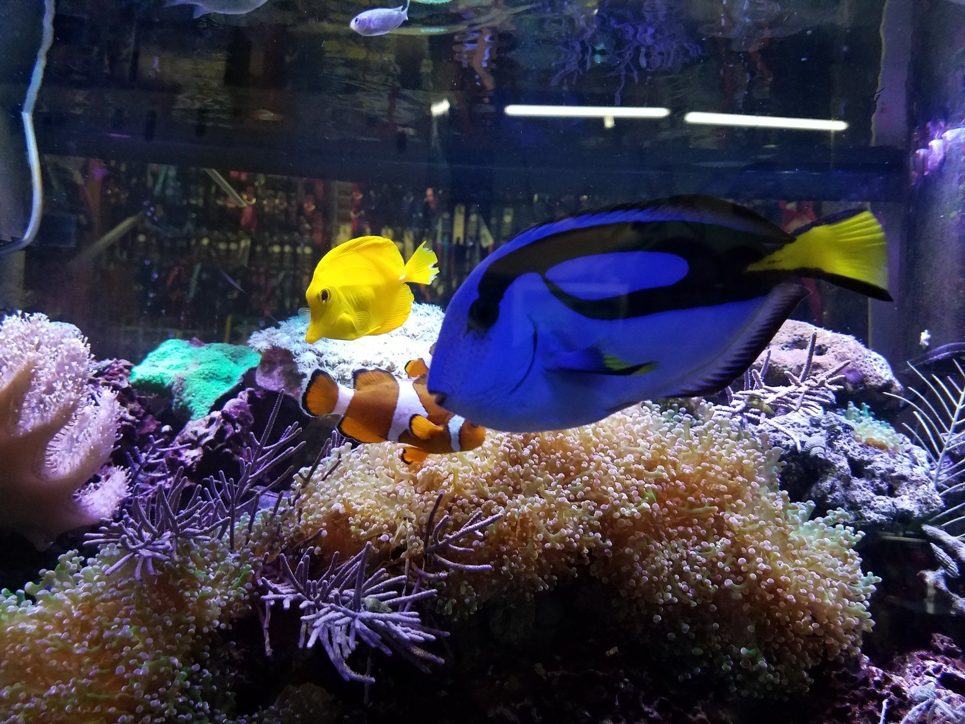 Pet Station Jackson Freshwater Fish Jackson, MI