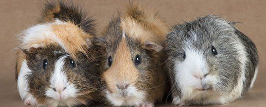 Small Animals Guinea Pigs Jackson MI