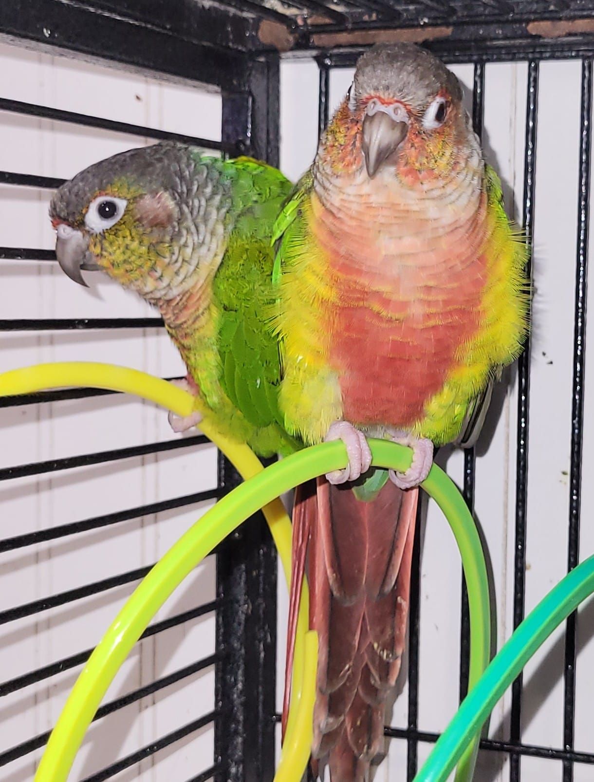 Two green cheek conure parrots perched on a yellow-green hoop in a cage. One has a red chest.
