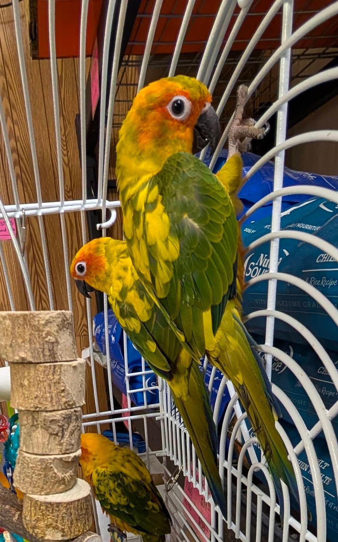 Three sun conures perched in a cage, one larger bird hanging. Yellow and green feathers, orange heads.