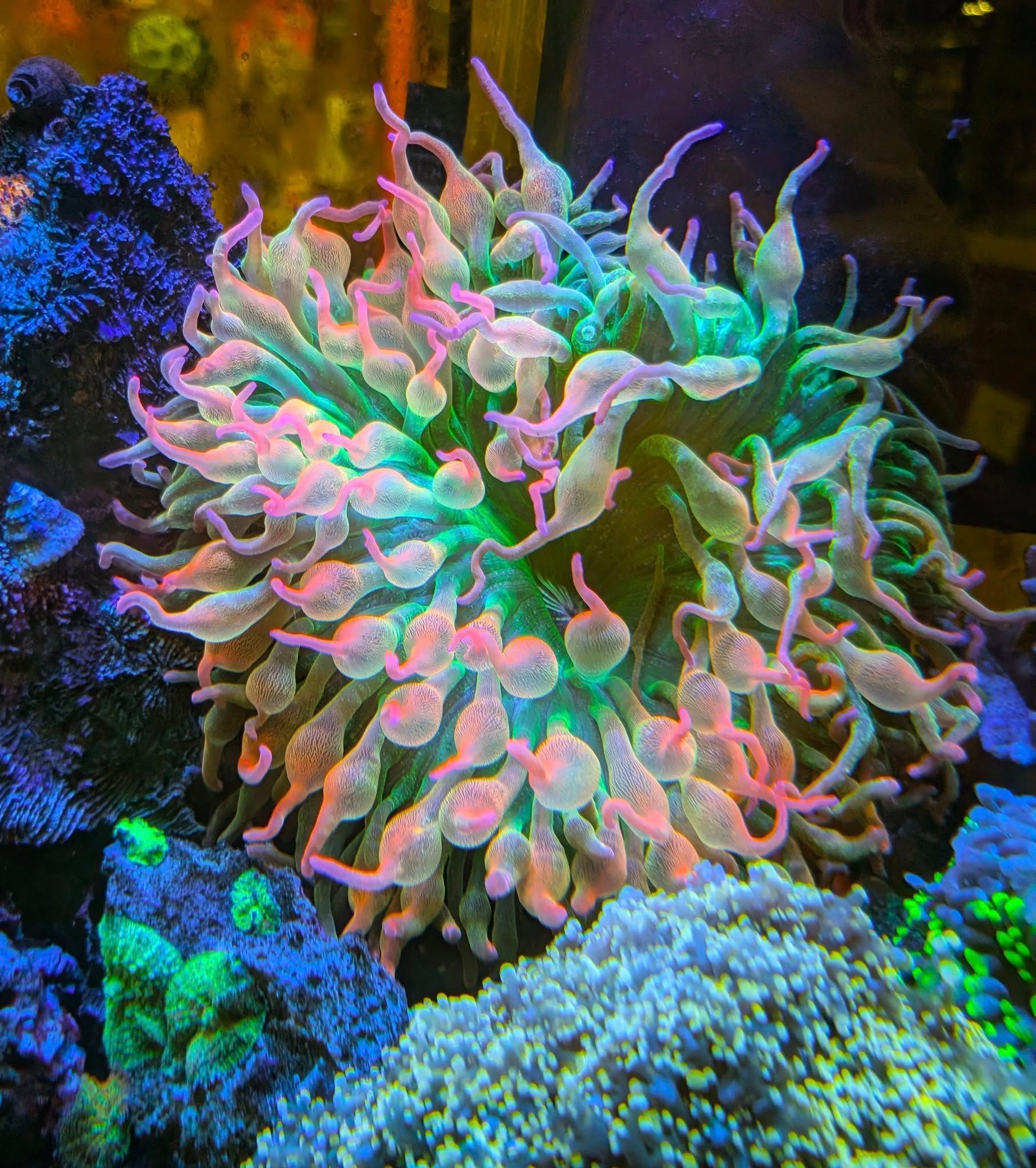 A colorful anemone in an aquarium with pink, green, and white tentacles.