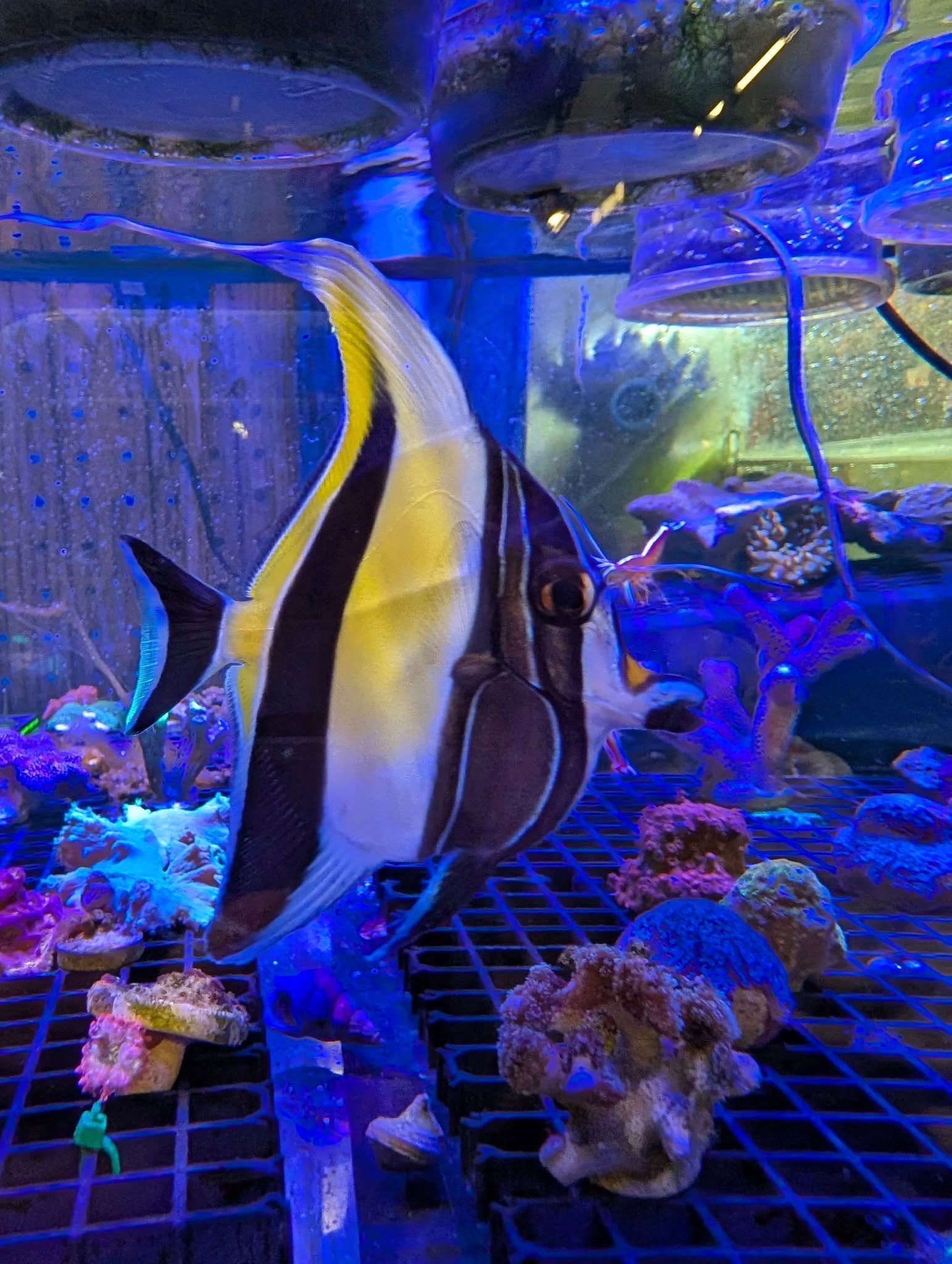 Moorish idol fish in a blue-lit aquarium with coral. The fish has yellow, black, and white markings.