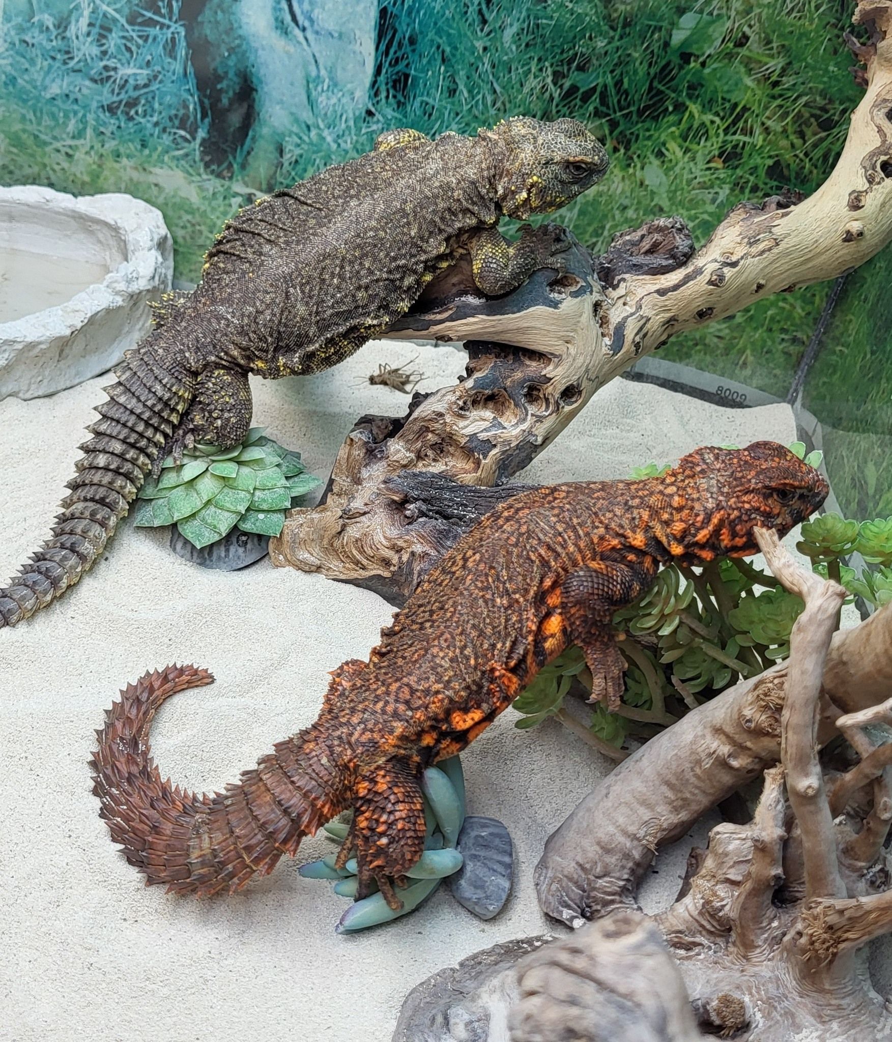Two armored lizards on sand and branches in terrarium. One brown, one reddish-brown.