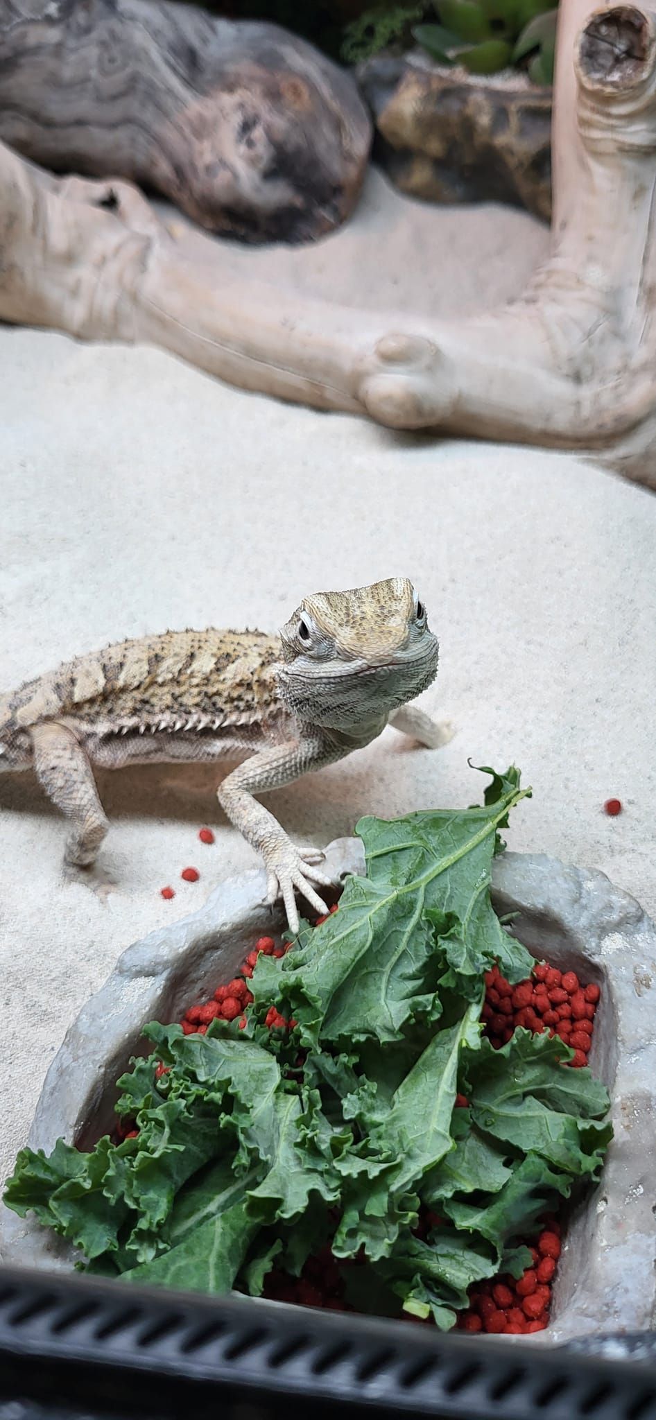 bearded dragons