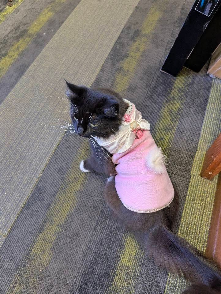 Black cat wearing a pink sweater, sitting on a striped rug.