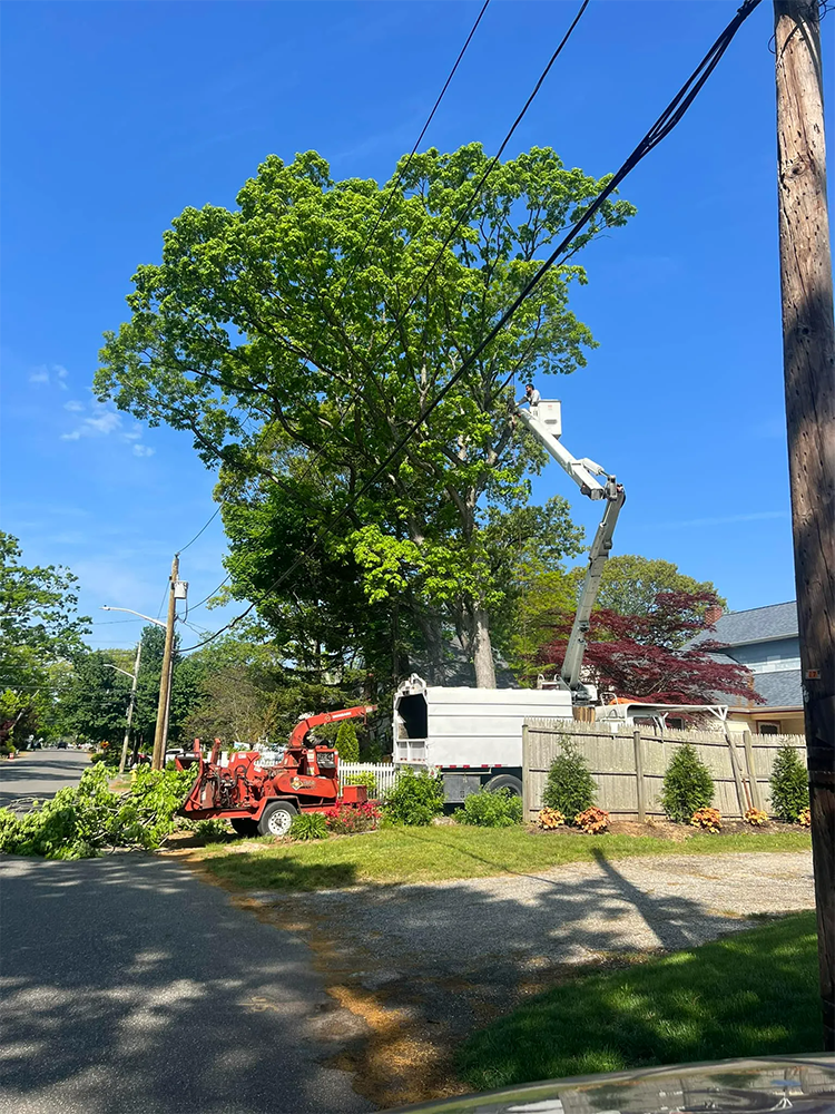 Tree trimming service: worker in lift trims tree near power lines; chipper grinds branches on sunny day.