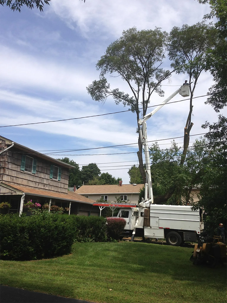Tree trimming: White truck with lift trimming trees near a house and power lines under a cloudy sky.