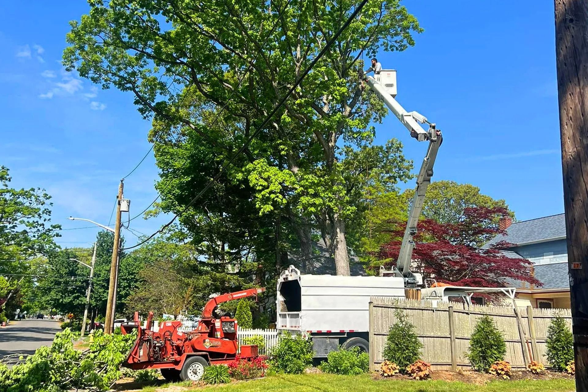 Tree trimming: A lift truck with a worker cutting a large tree near power lines. A wood chipper and truck are on the ground.