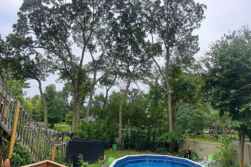Backyard with a blue above-ground pool, trees, and fence on a cloudy day.