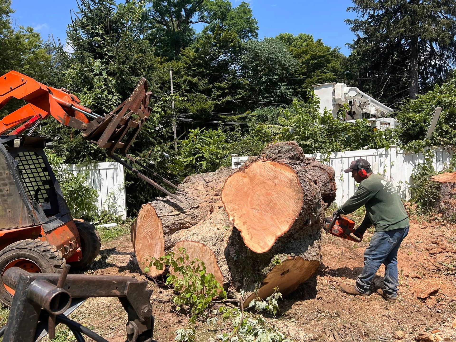 Man using chainsaw to cut large tree trunk; skid steer nearby.