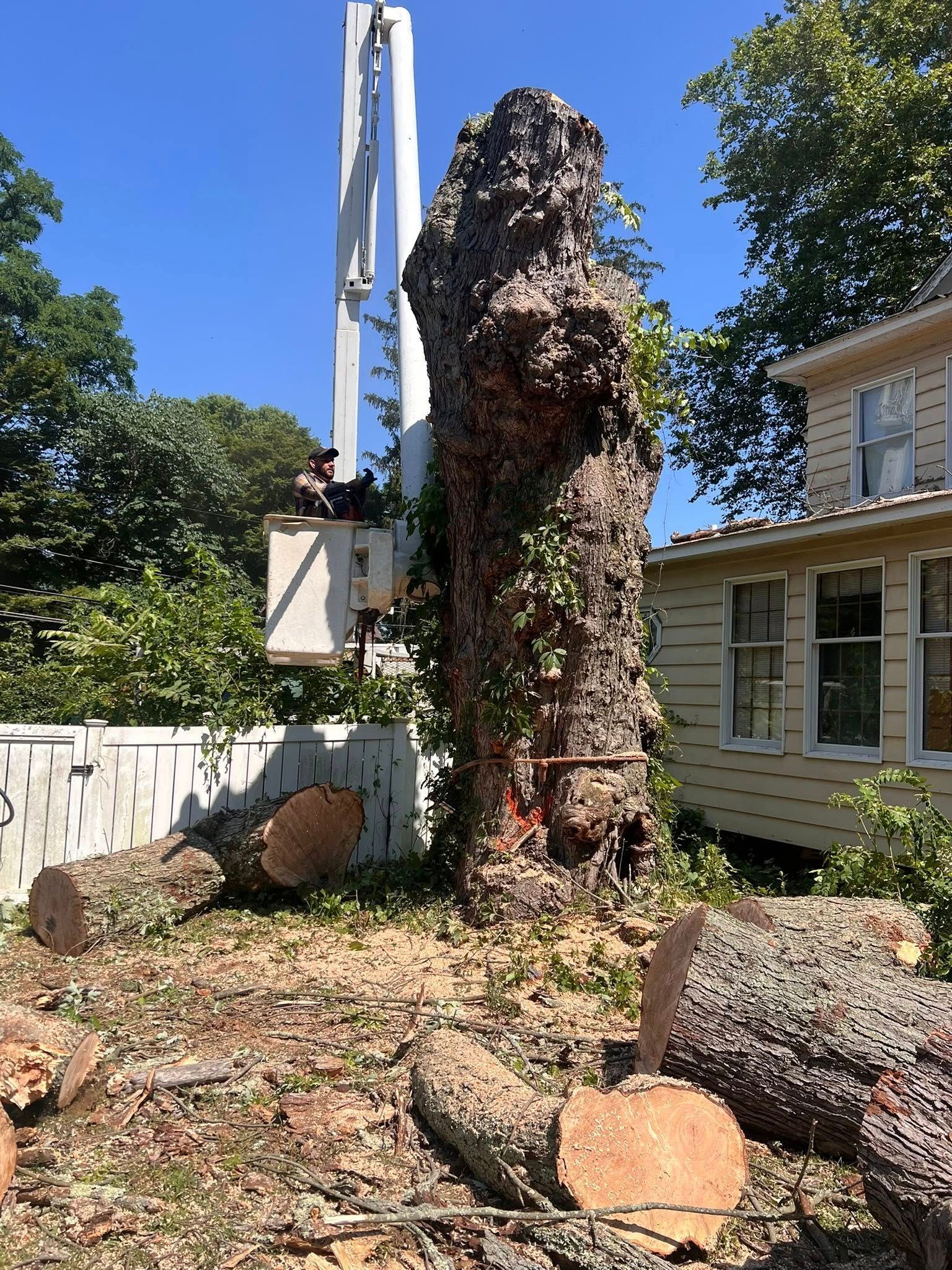 Tree being cut down, worker in lift bucket, cut logs on the ground, beside a yellow house.