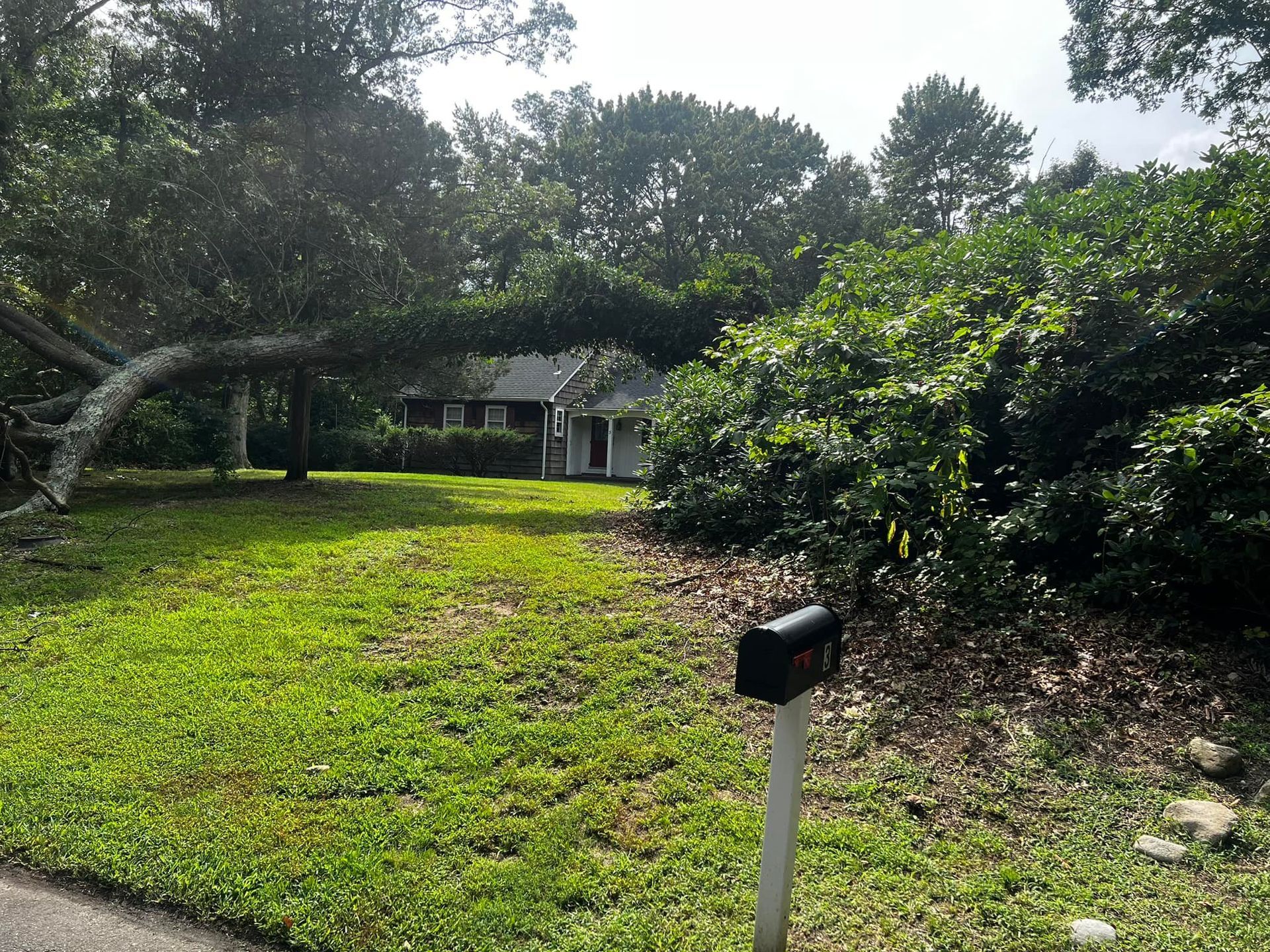 A small house with a yard, mailbox, and dense foliage in a residential area.
