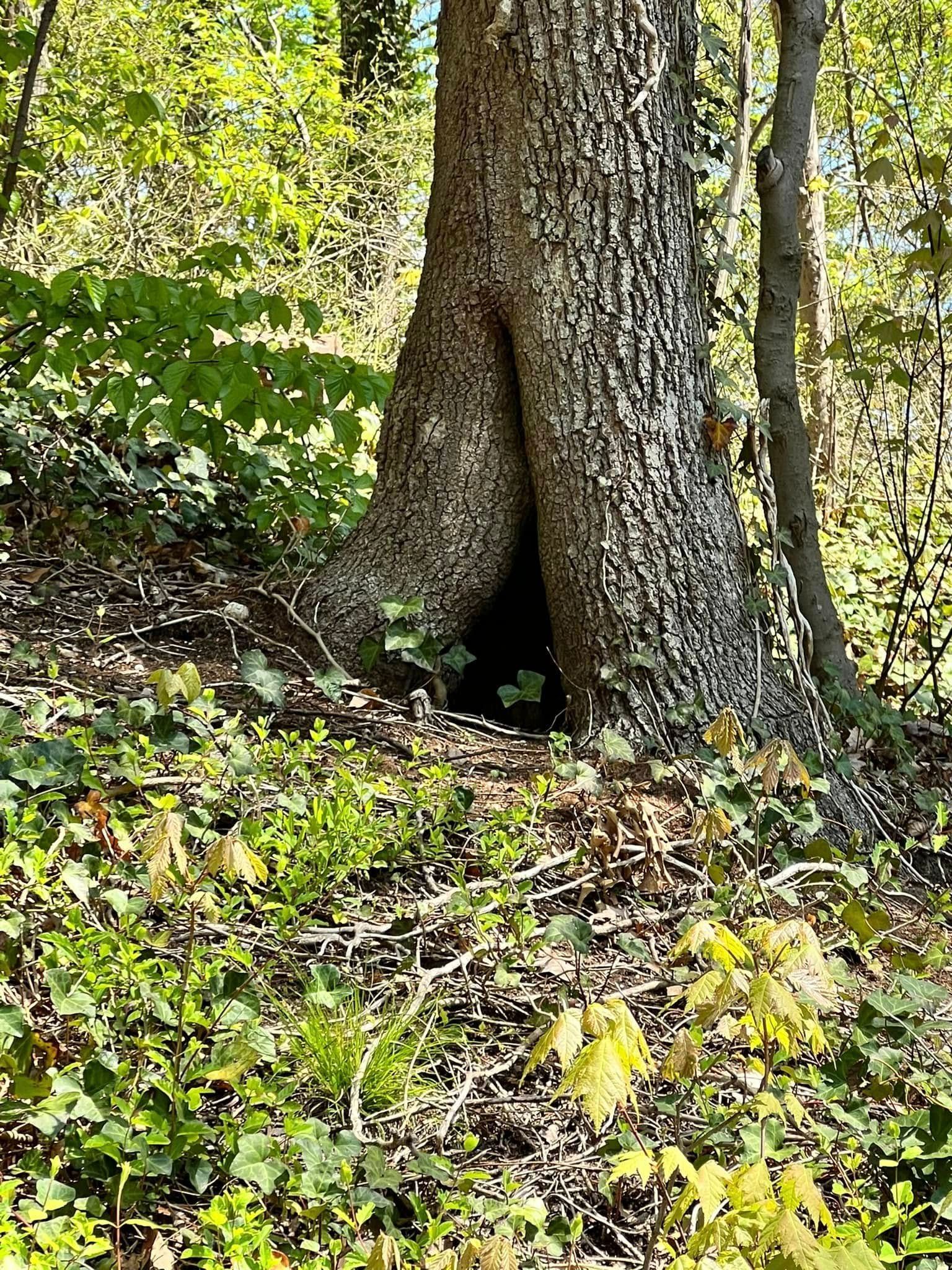 Tree trunk with large hollow area at base in a forest.