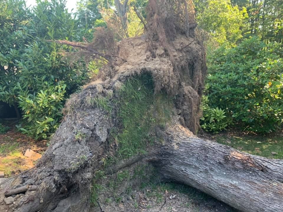 Fallen tree with exposed roots on grassy ground, surrounded by green shrubs and trees.