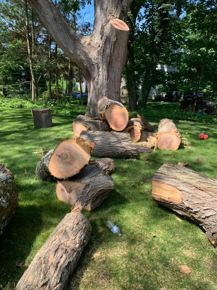Logs of a recently cut tree lie on green grass in a yard.