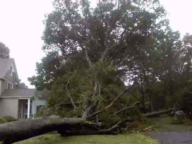 Fallen tree blocking driveway and lawn next to a house. Overcast sky.