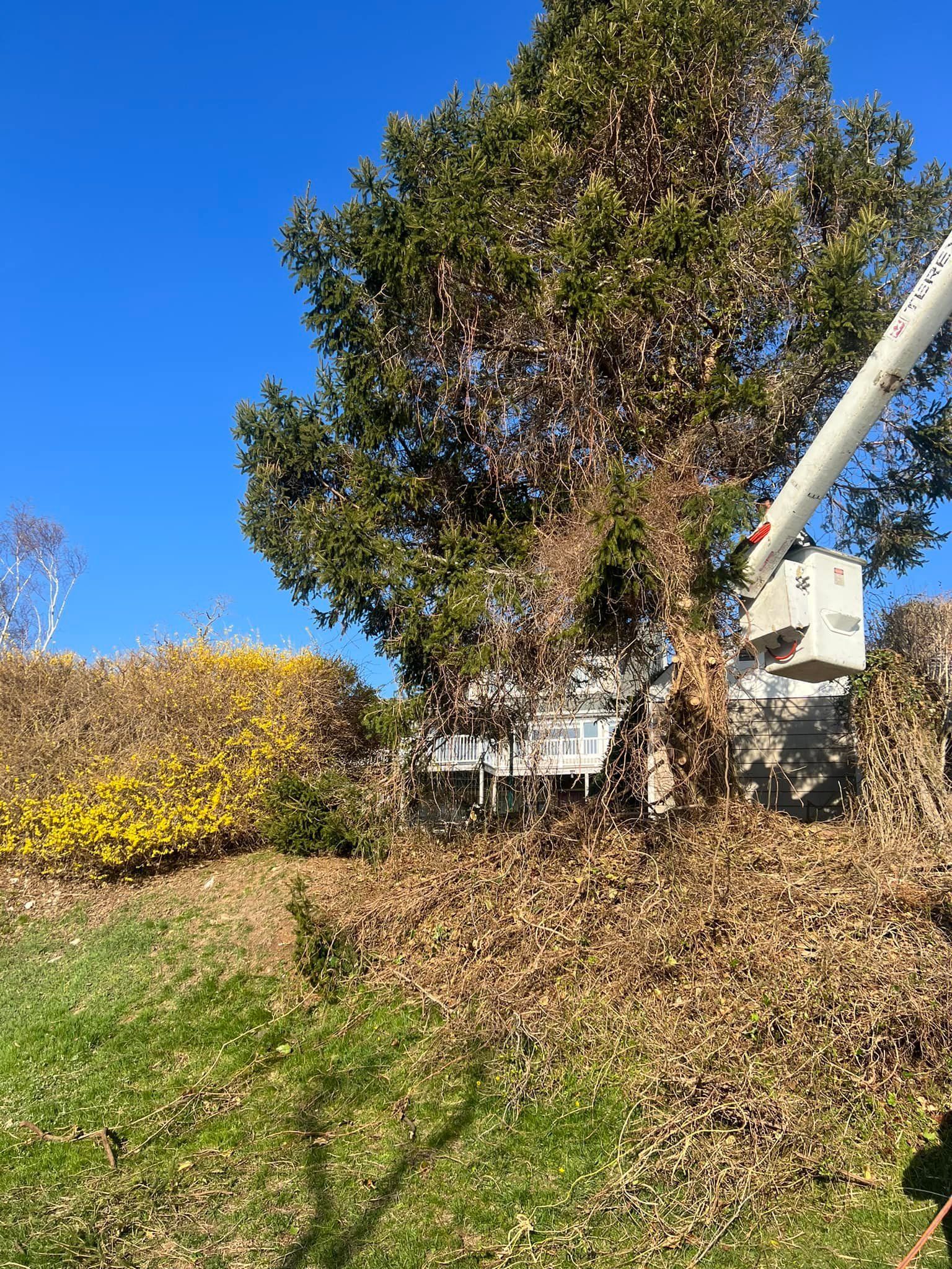 Tree trimming, person in lift bucket cutting branches, house in background, clear blue sky.