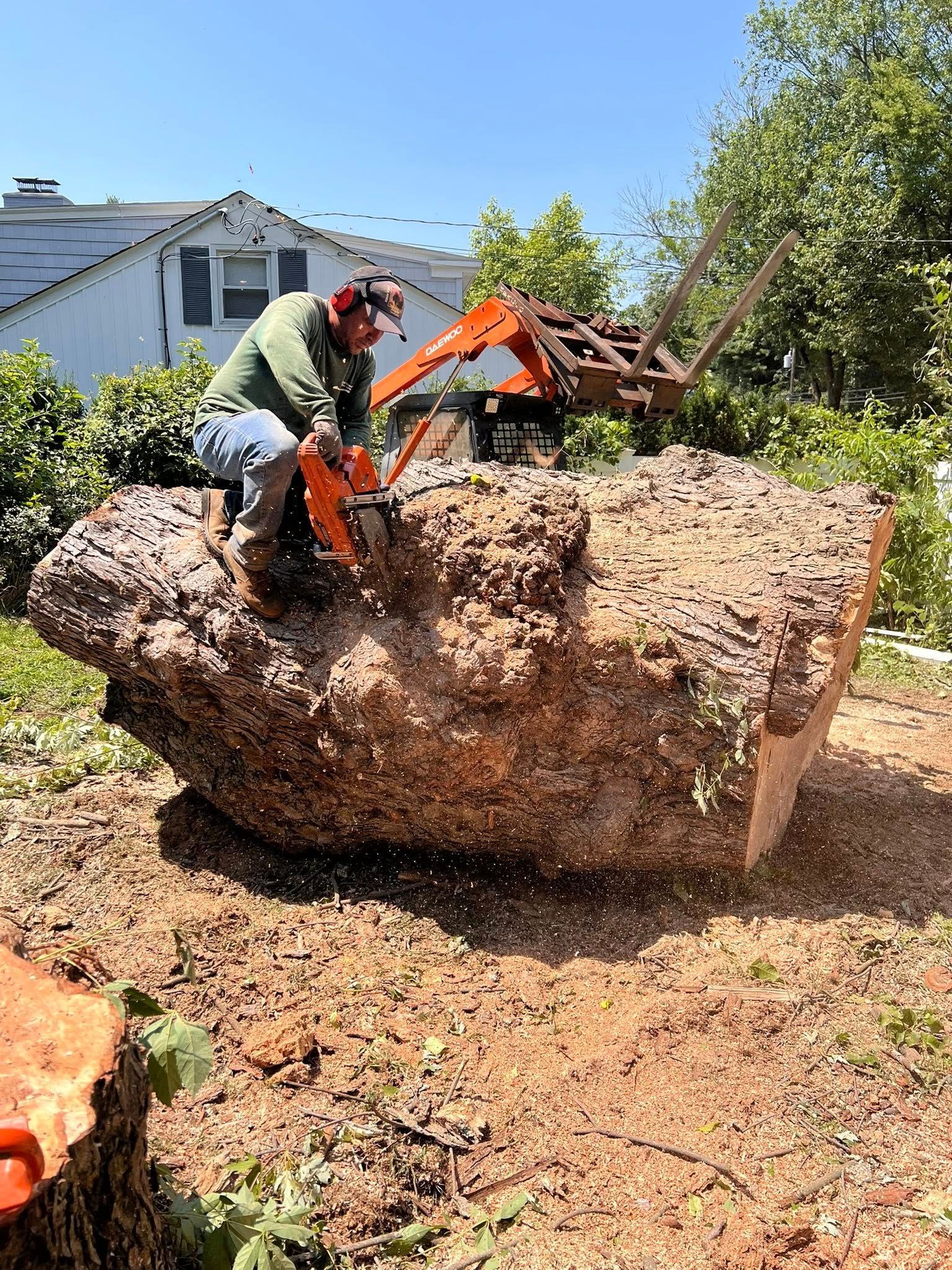 A person in safety gear uses a chainsaw on a large tree trunk outside, with a forklift visible.