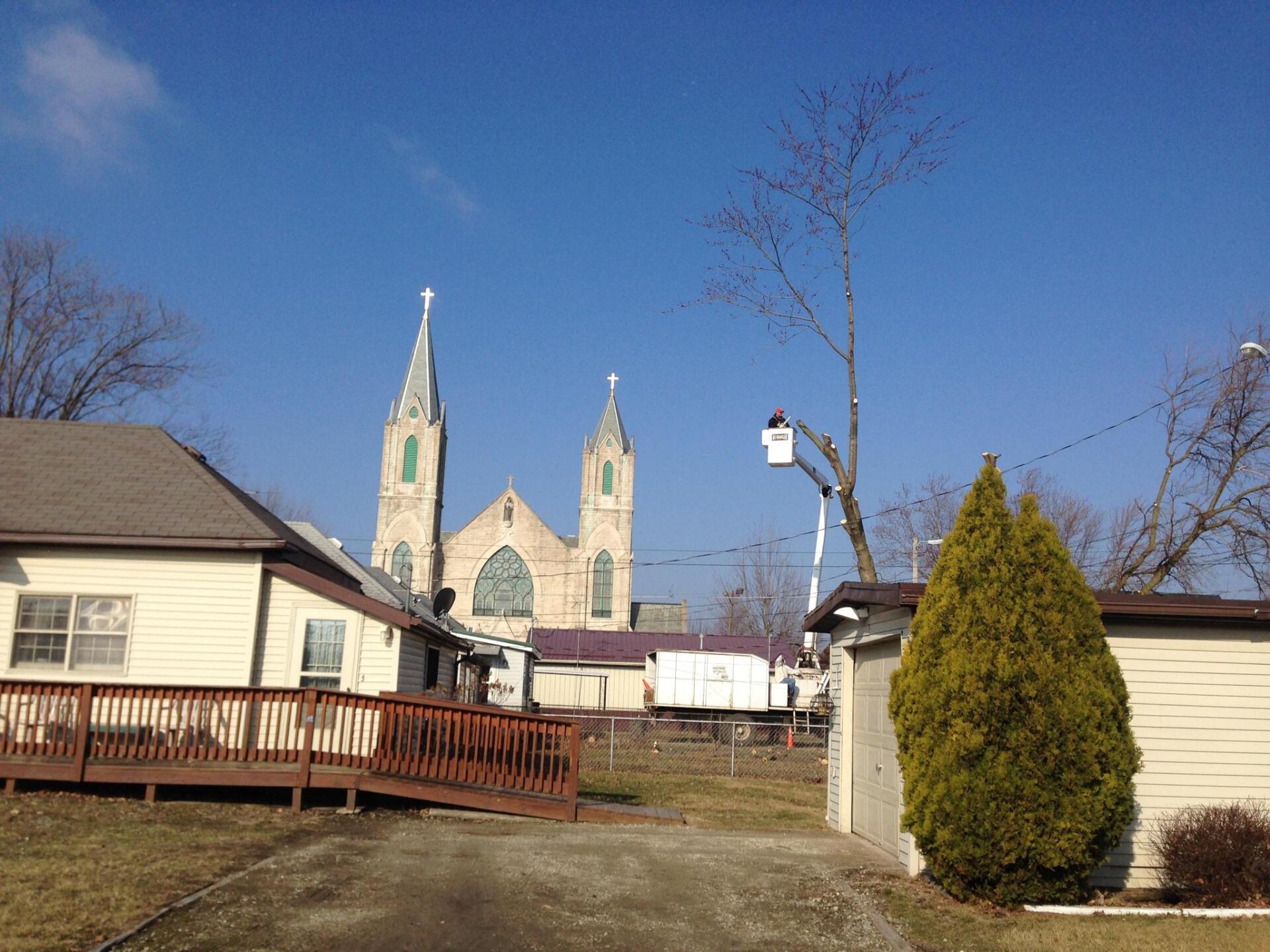Tree removal and trimming