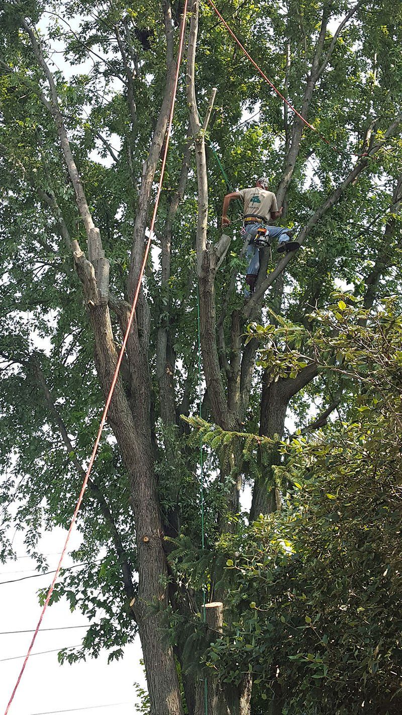 Tree removal