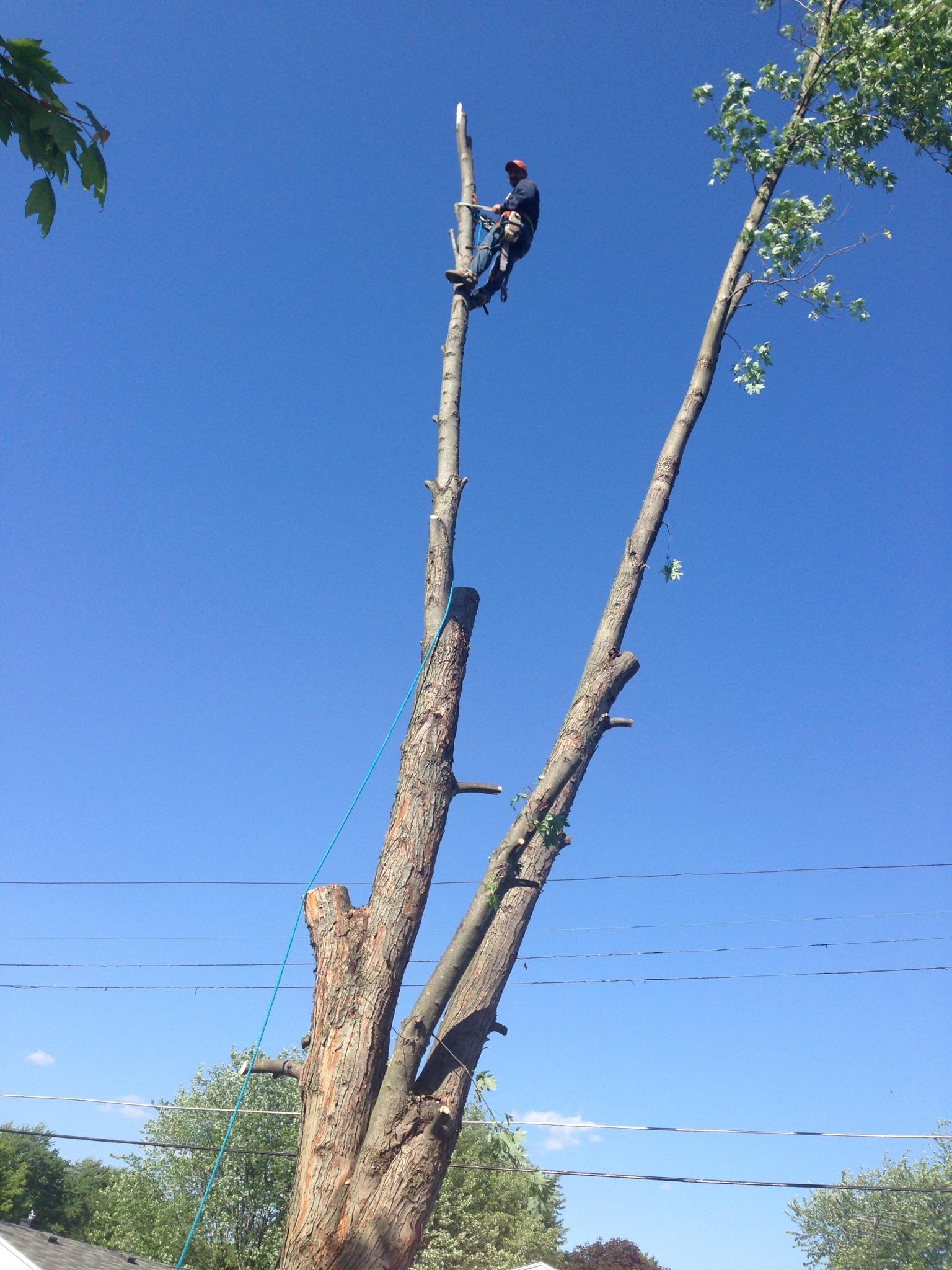 Tree service