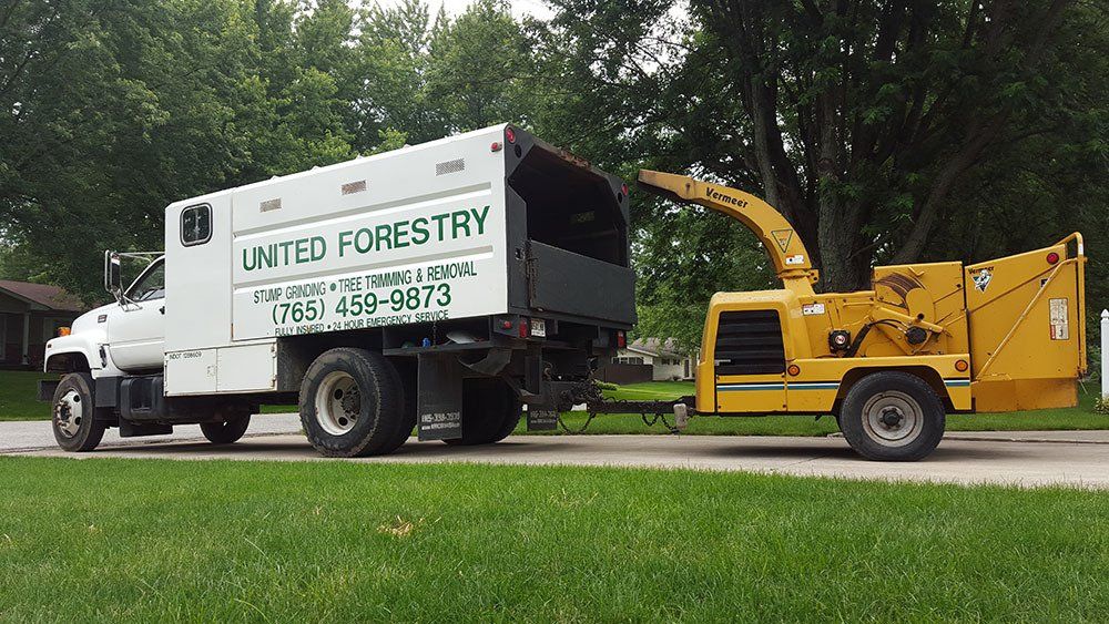 Tree service
