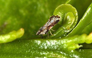 A small, mottled brown thrip insect on a bright green plant leaf.