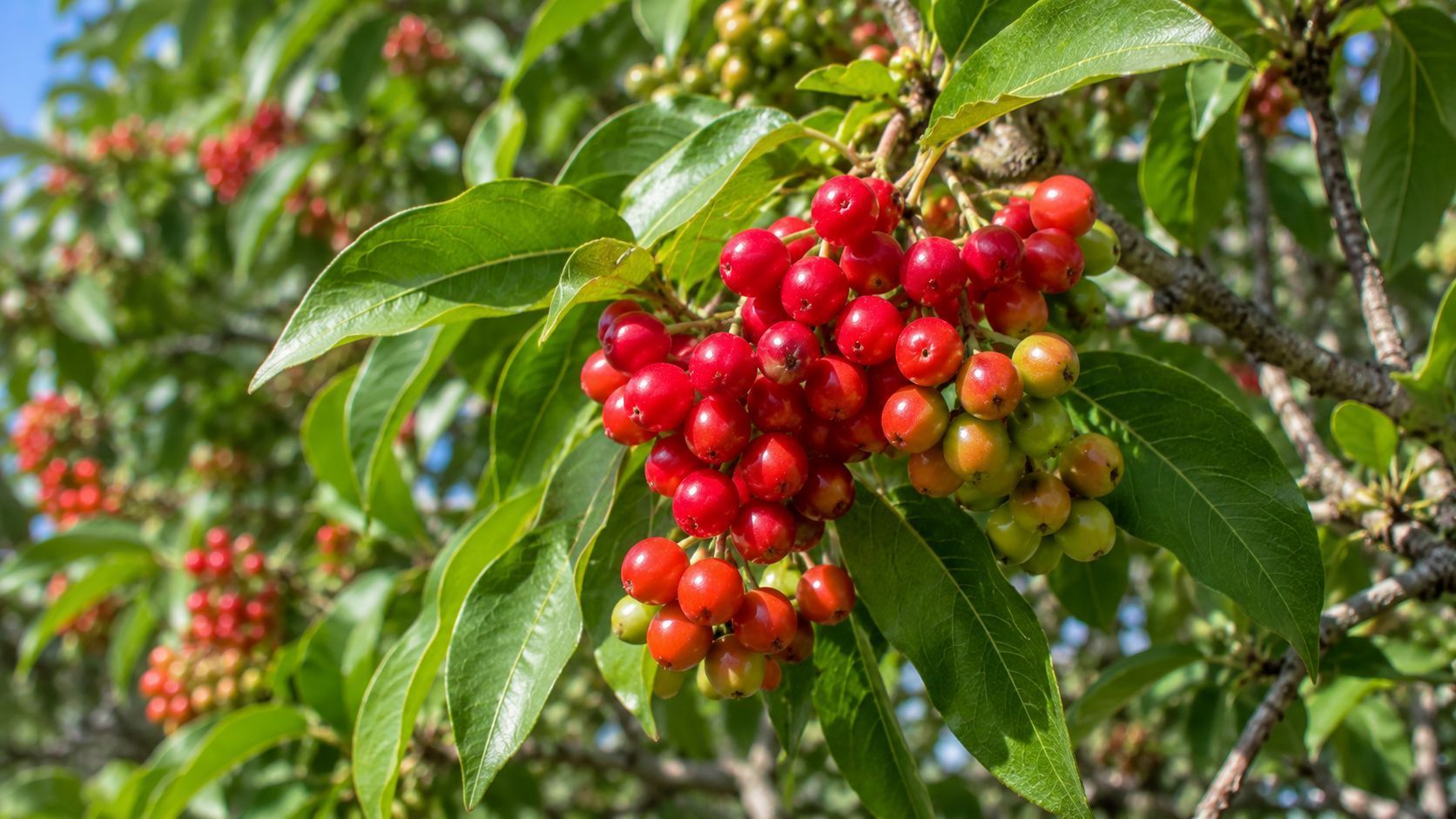 AI generated image of inedible Brazillian Peppertree fruit