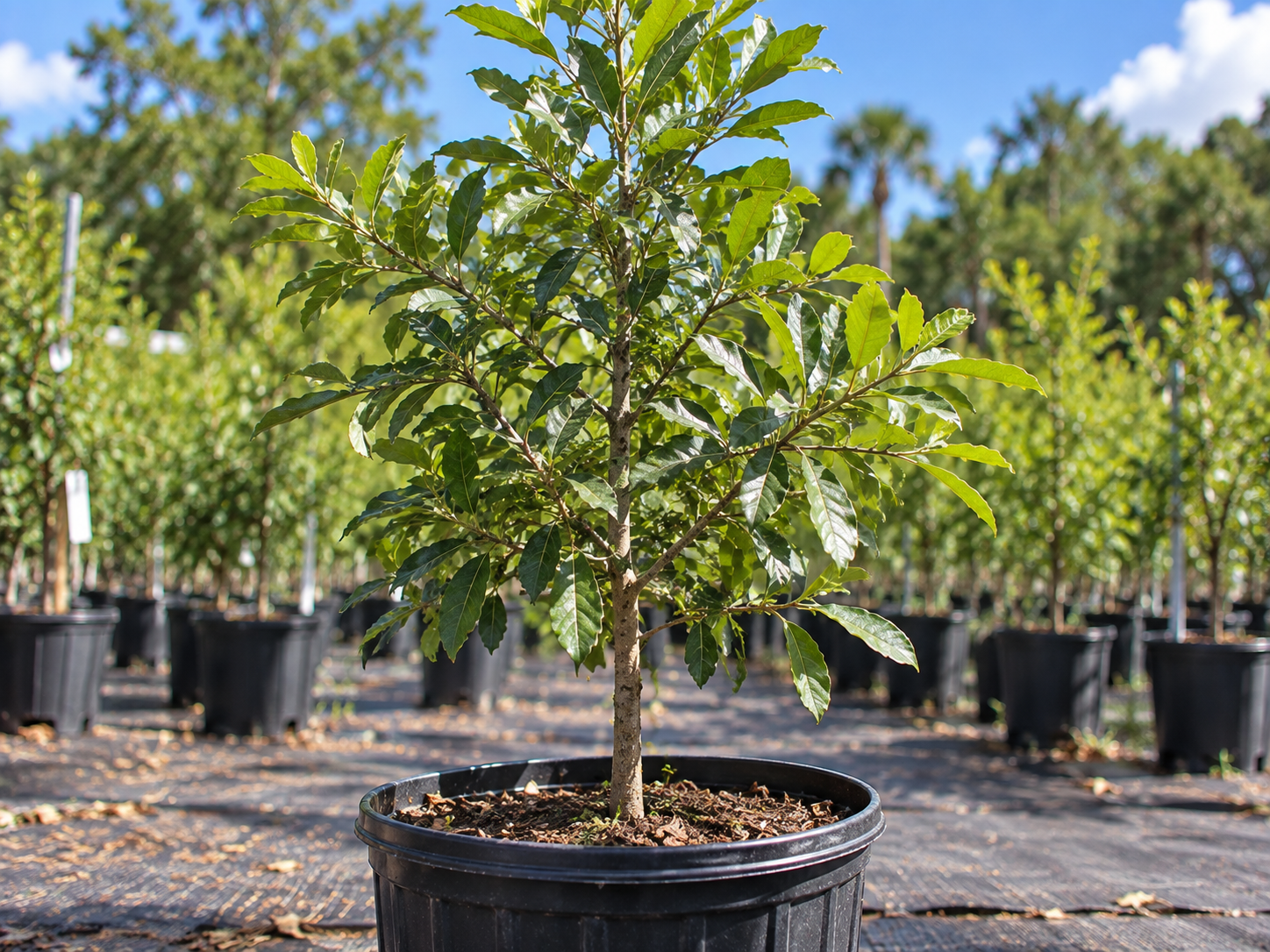 AI Generated image of an Oak Sapling in a nursery container