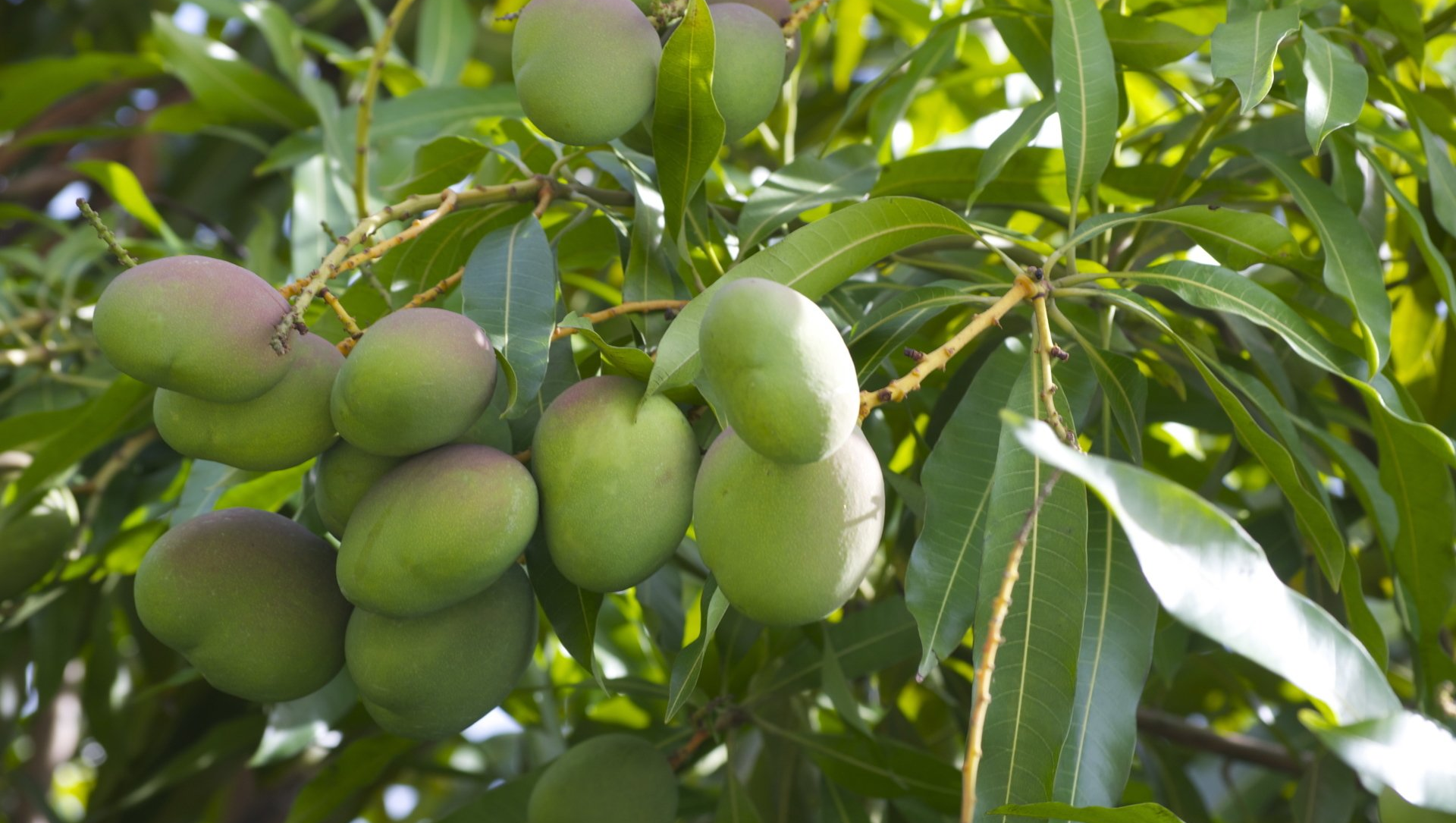 Green mangoes hanging on a tree branch with green leaves.