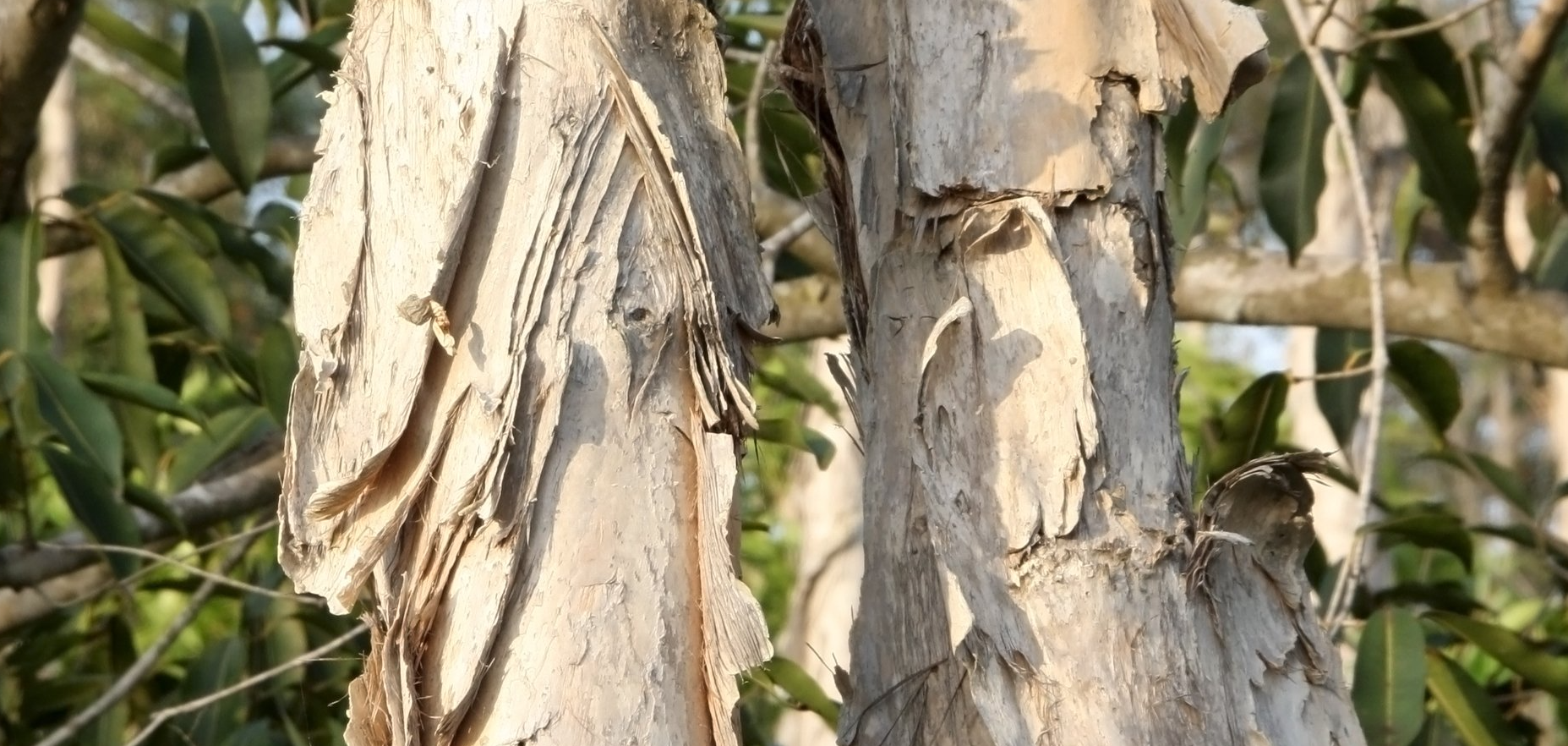 Two birds perched on peeling tree bark, amongst green leaves.