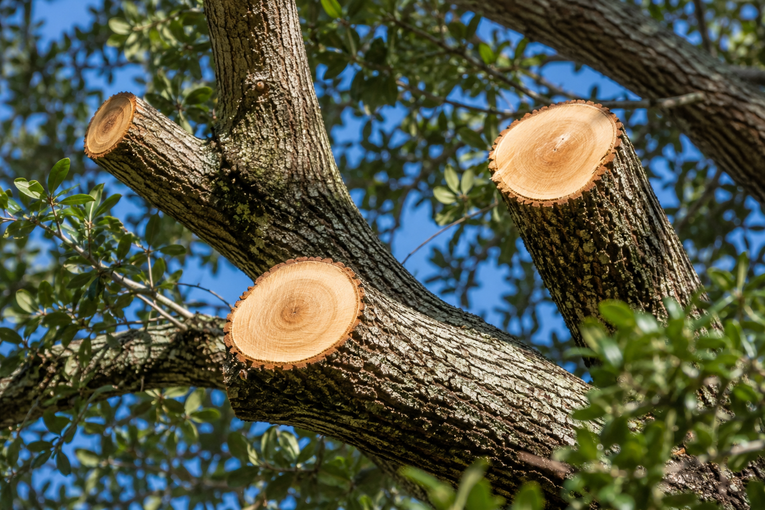 A image of freshly cut limbs.