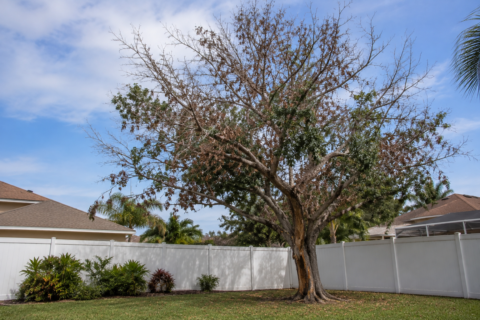 AI image of a dying laurel oak