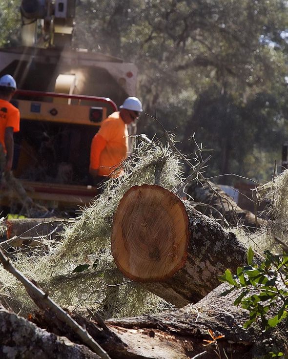 Tree branches with green leaves reaching up towards the sky.