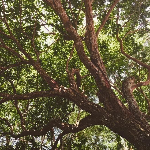 Tree branches reach across the frame, covered in green leaves with dappled sunlight.