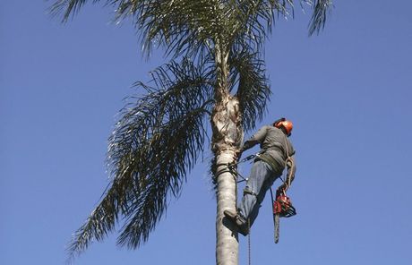 Man with chainsaw trimming a tall palm tree, against a clear blue sky.