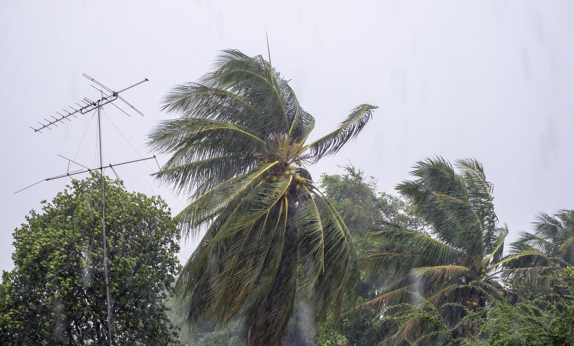 Mid-Florida Tree Service, Inc. gallery 7