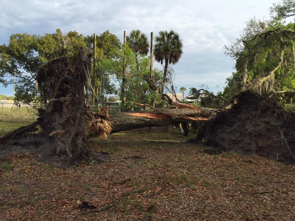 Fallen tree spanning a grassy area, roots exposed. Green trees, blue sky visible in background.