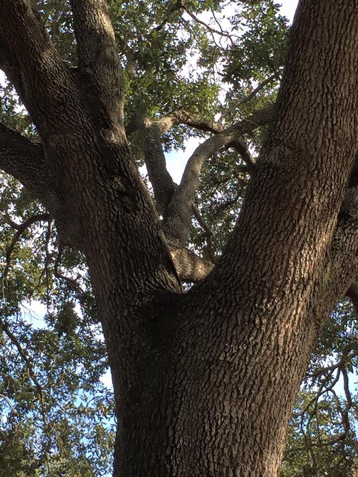 Large tree trunk with thick, textured bark, branches reaching upwards into the sky.