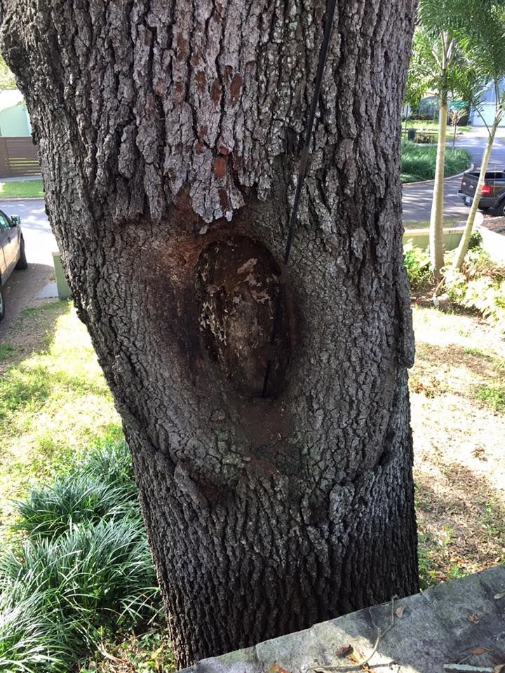 Tree trunk with a large hole, dark bark, outdoor setting.