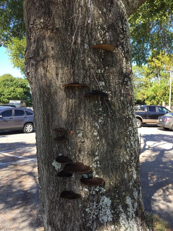 Brown fungi growing on the bark of a tree in a parking lot.