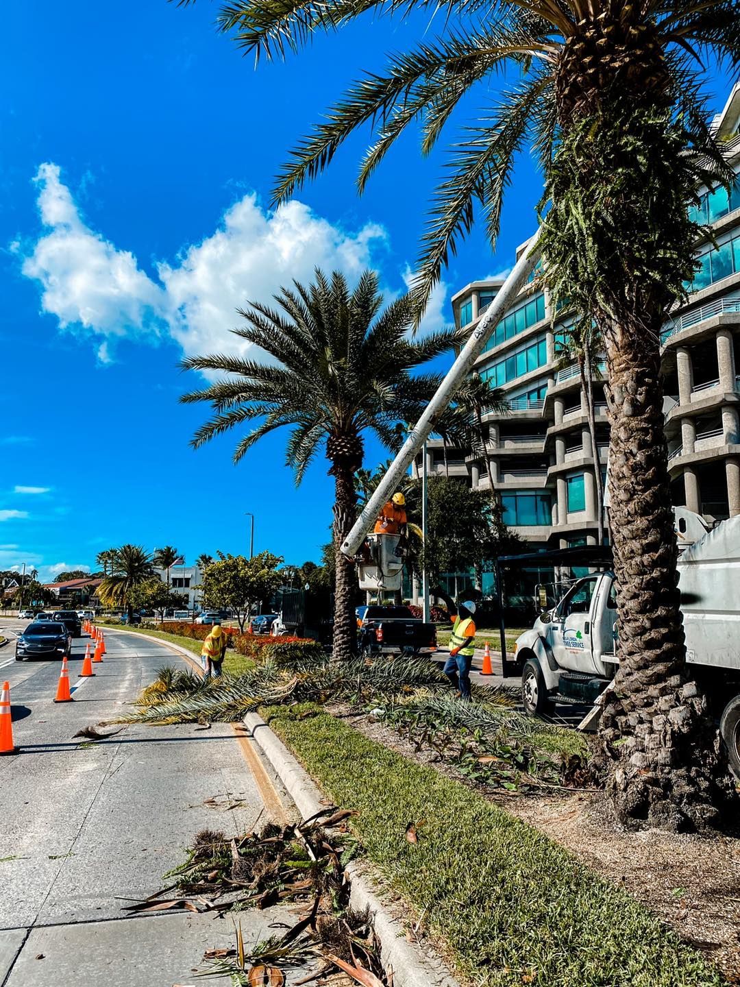 Workers trim palm trees along a road with cones, buildings, and a utility truck under a blue sky.
