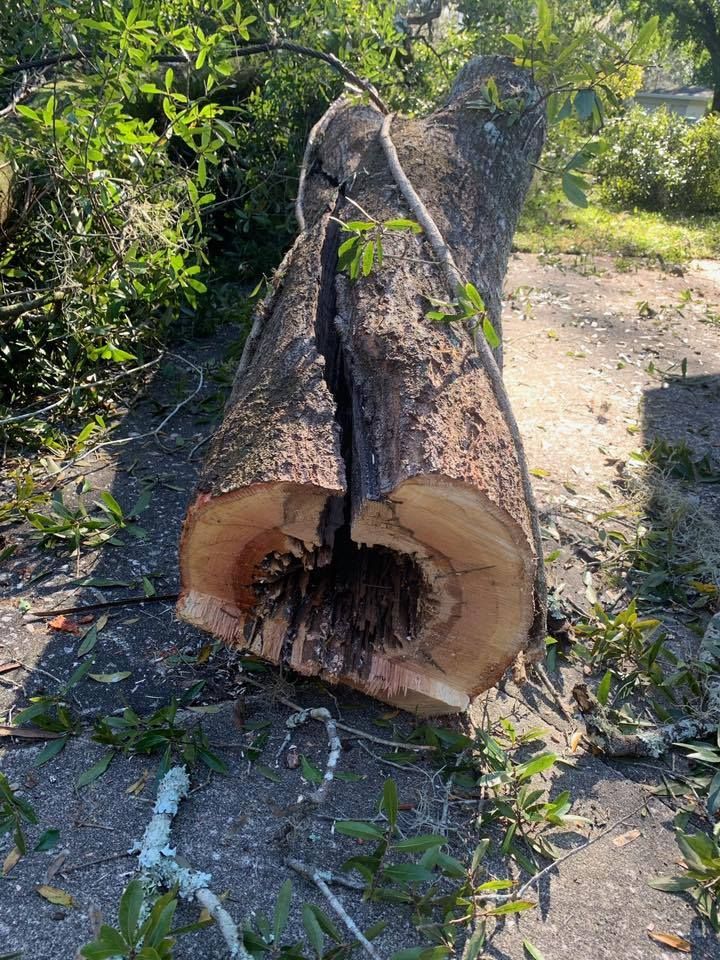 Cut tree trunk on pavement, split open with a large cavity.