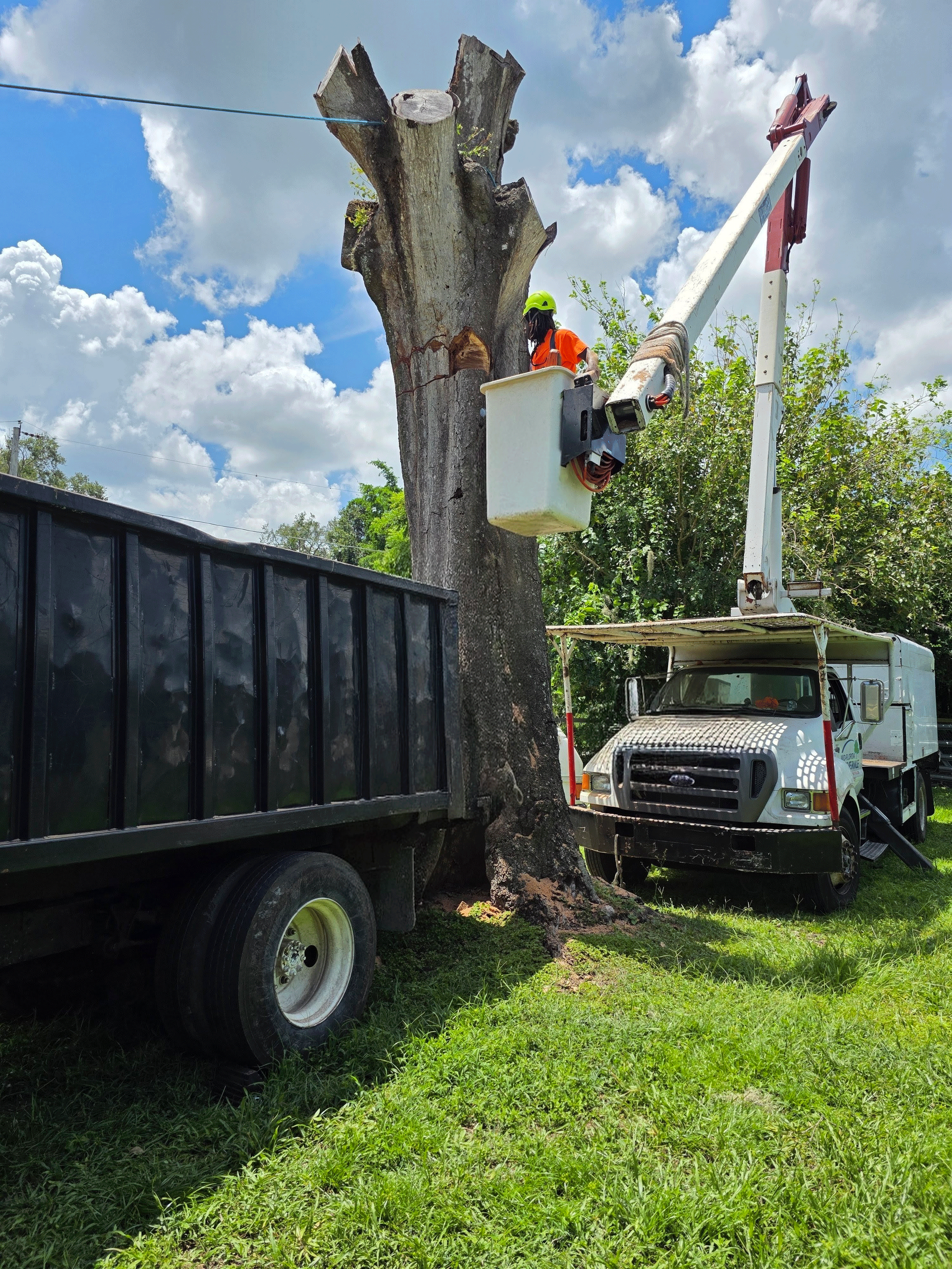 Tree removal. A worker in a lift trims a tall tree, with a dump truck and green grass. Blue sky and clouds.