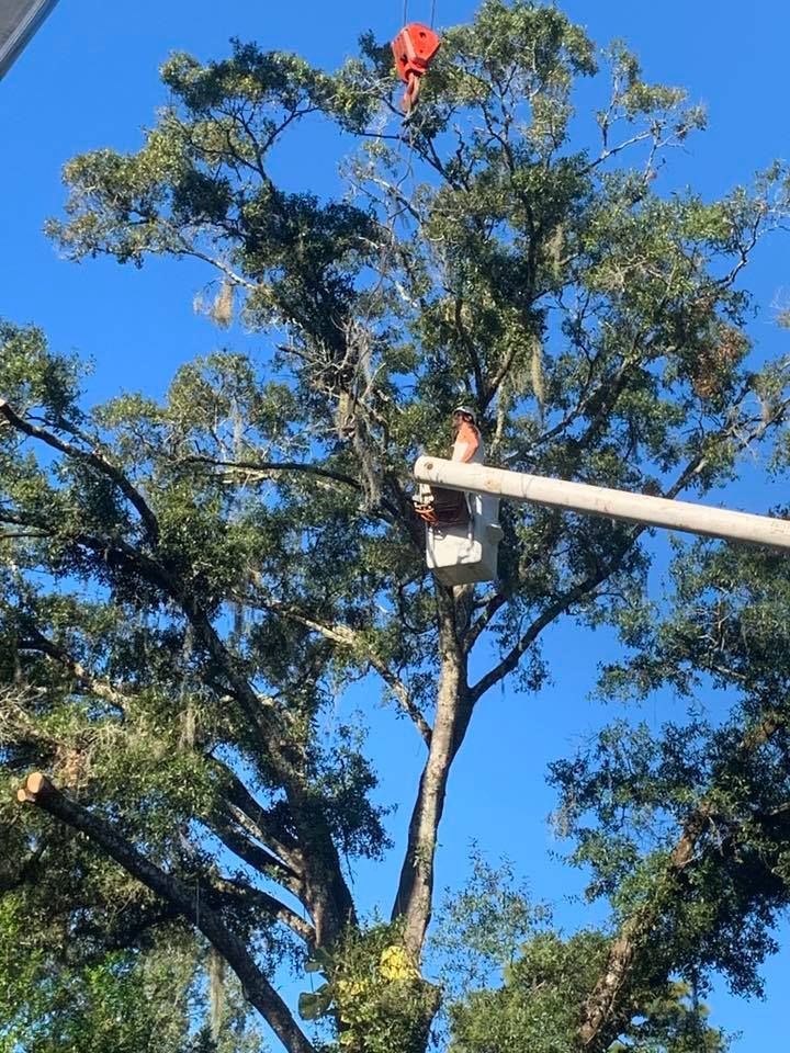 Tree trimming. A person in a lift bucket trims branches of a large tree with a crane hook overhead against a blue sky.